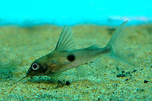 Synodontis notatus  = juvenile