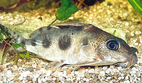 Synodontis nummifer 