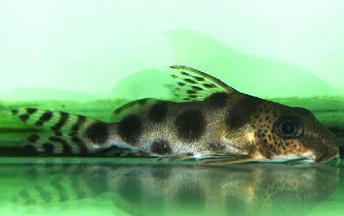 Synodontis nummifer 