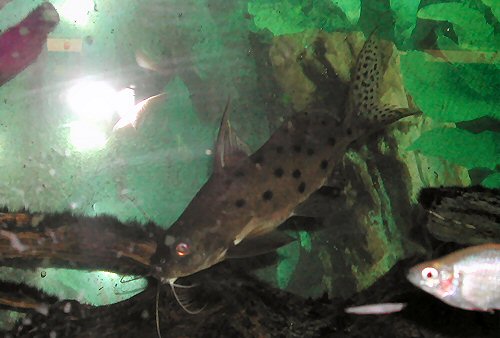 Synodontis ocellifer