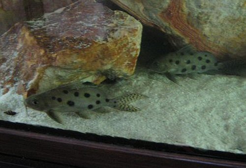 Synodontis ocellifer 