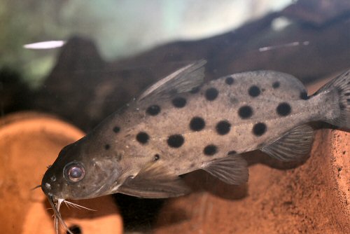 Synodontis ocellifer