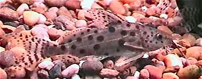 Synodontis ocellifer - juvenile