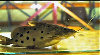 Synodontis ocellifer 