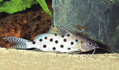 Synodontis ocellifer