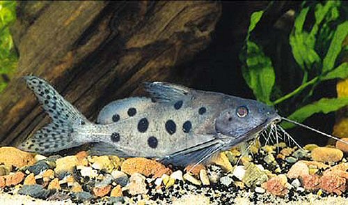 Synodontis ocellifer