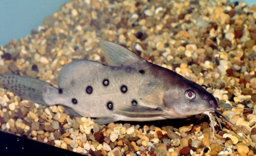 Synodontis ocellifer