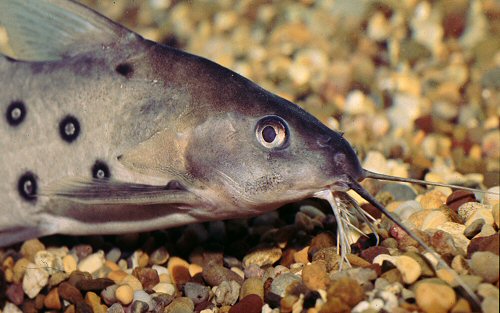 Synodontis ocellifer  = head & shoulders