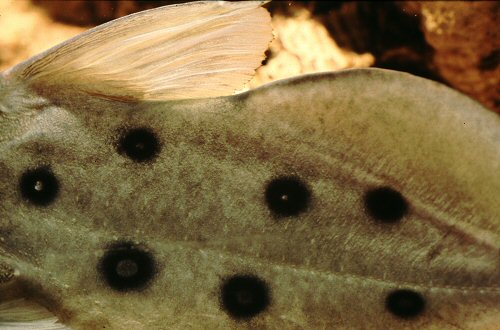 Synodontis ocellifer = Dorsal & Adipose fins