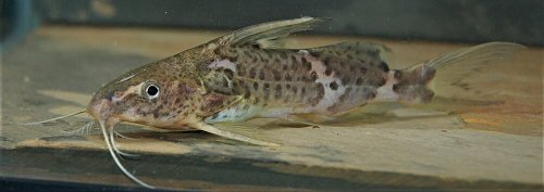 Synodontis orientalis