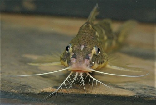 Synodontis orientalis = head view