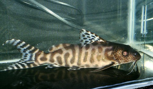 Synodontis ornatipinnis 