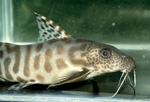 Synodontis ornatipinnis