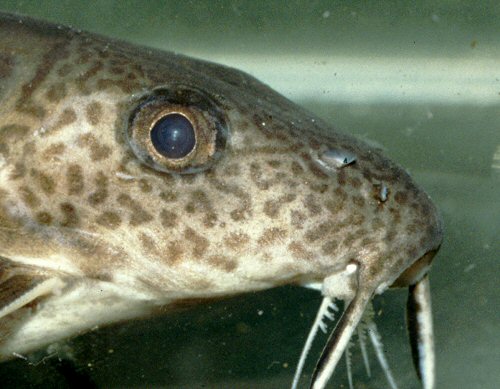 Synodontis ornatipinnis = head