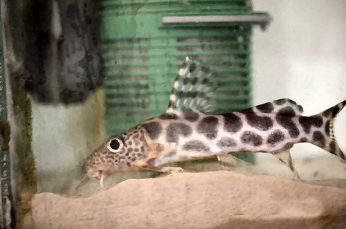 Synodontis ornatipinnis = juvenile