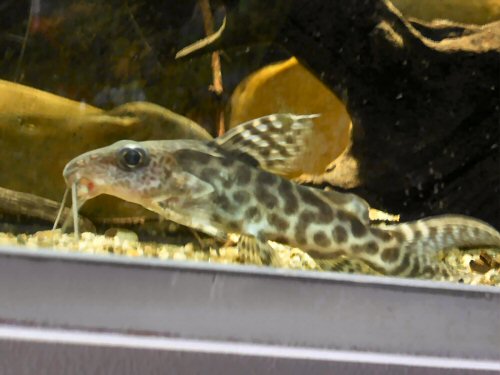 Synodontis ornatipinnis