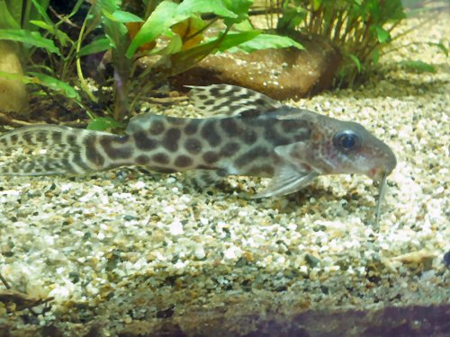 Synodontis ornatipinnis 