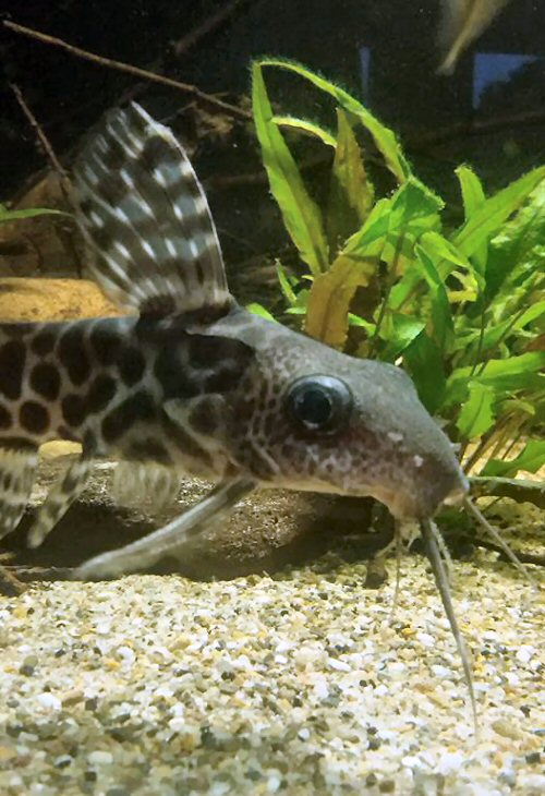 Synodontis ornatipinnis = head view