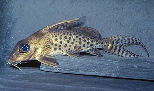 Synodontis ornatissima