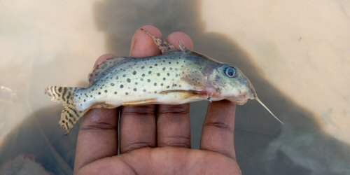 Synodontis ornatissimus = Haut-Uele, Democratic Republic of the Congo