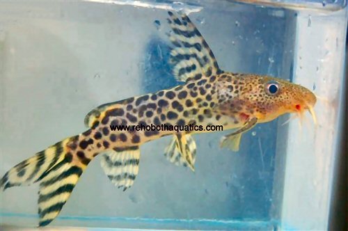 Synodontis pardalis