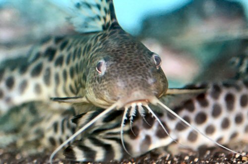 Synodontis pardalis = head view