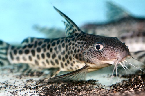 Synodontis pardalis