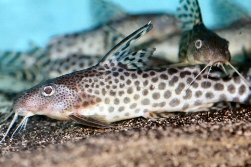 Synodontis pardalis