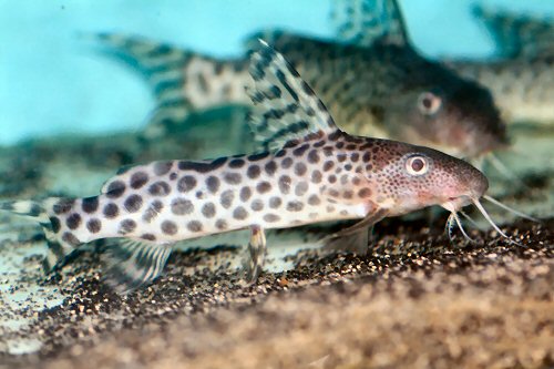 Synodontis pardalis