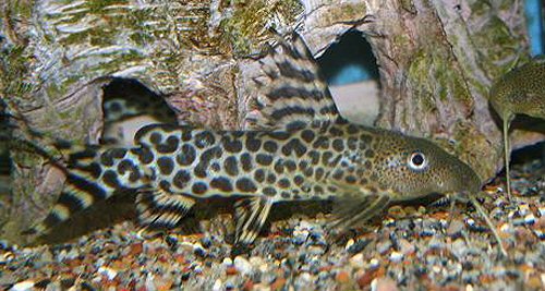 Synodontis pardalis