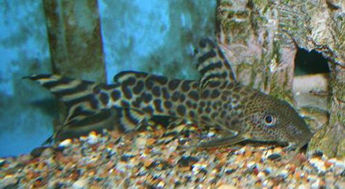 Synodontis pardalis