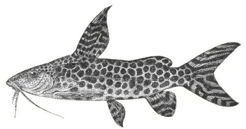 Synodontis pardalis = Lecotype 229mm.