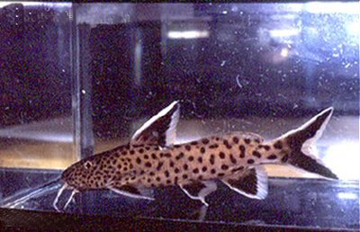 Synodontis lucipinnis