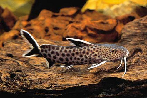 Synodontis petricola