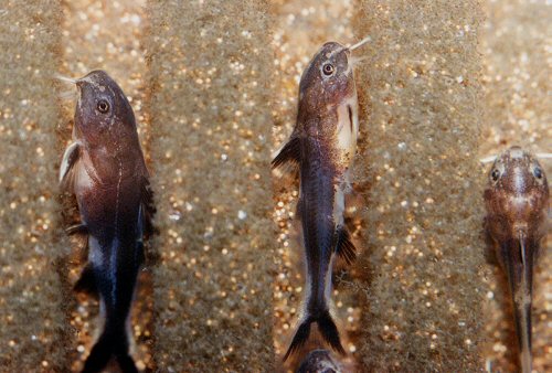 Synodontis petricola = Young feeding of sponge