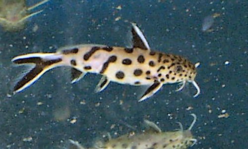 Synodontis petricola  = semi-adult