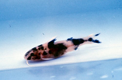 Synodontis petricola  = 6-7 weeks