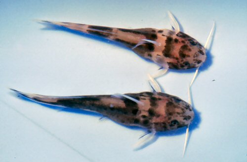 Synodontis petricola at between 6-7 weeks old.