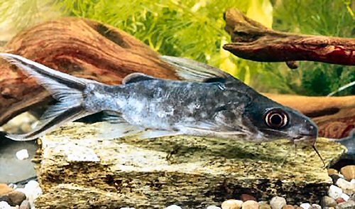 Synodontis pleurops 