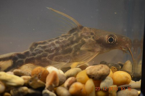 Synodontis pleurops