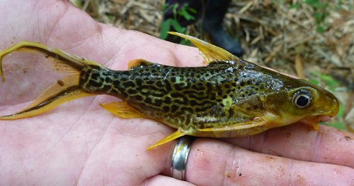 Synodontis pleurops = From the Tshopo River. D.R. Congo.