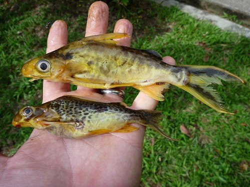 Synodontis pleurops = From the Tshopo River. D.R. Congo.