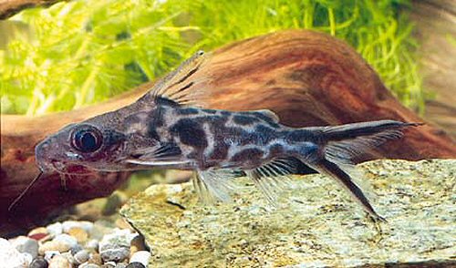 Synodontis pleurops