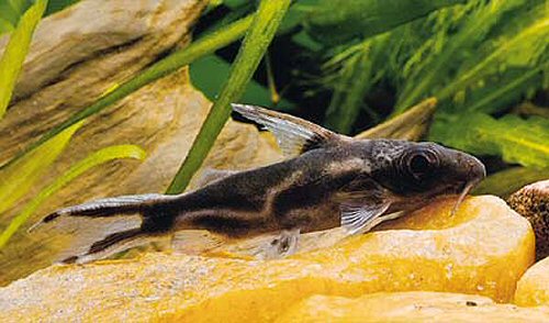 Synodontis pleurops 