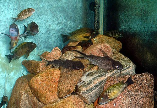 Synodontis pleurops = Housed in a Rift Valley set up with Tropheus Moorii "Nkonde"