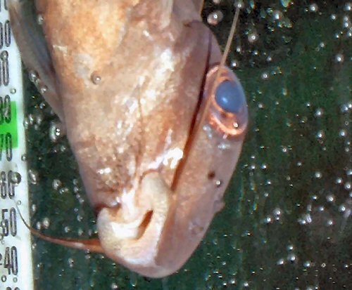 Synodontis pleurops = Showing the "Bug Eye"