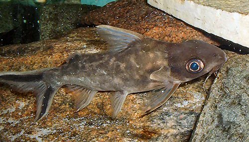 Synodontis pleurops