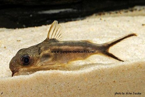 Synodontis pleurops = juvenile