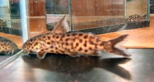 Synodontis polli