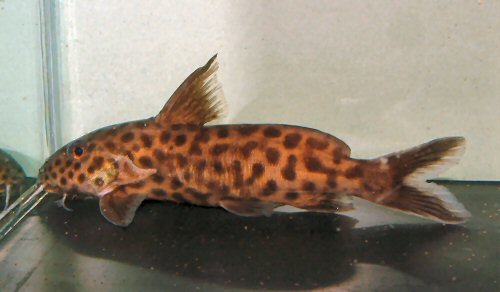 Synodontis polli 